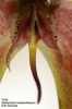 Bulbophyllum masdevalliaceum  (2)